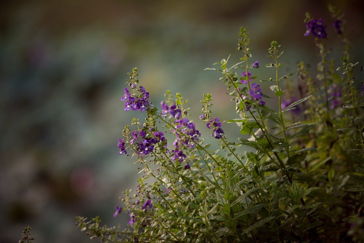 Тимьян Purple Beauty