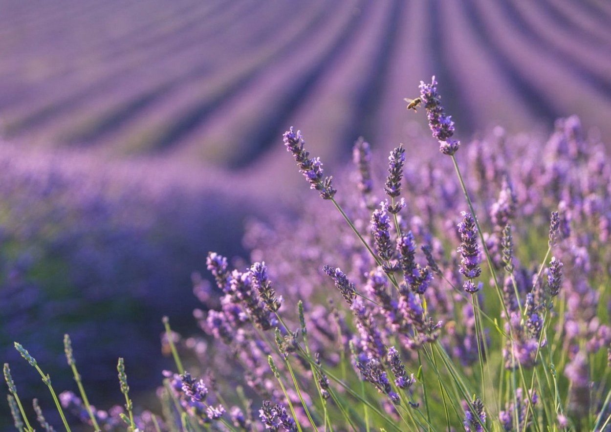 Трава С Фиолетовым Цветком Для Чая