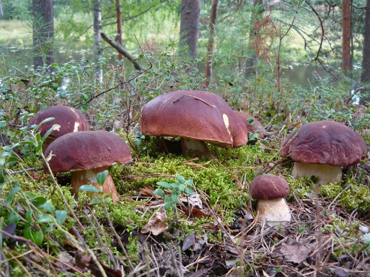Пейзаж с грибами