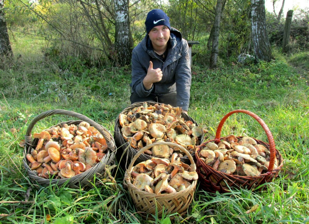 Поляна белых грибов