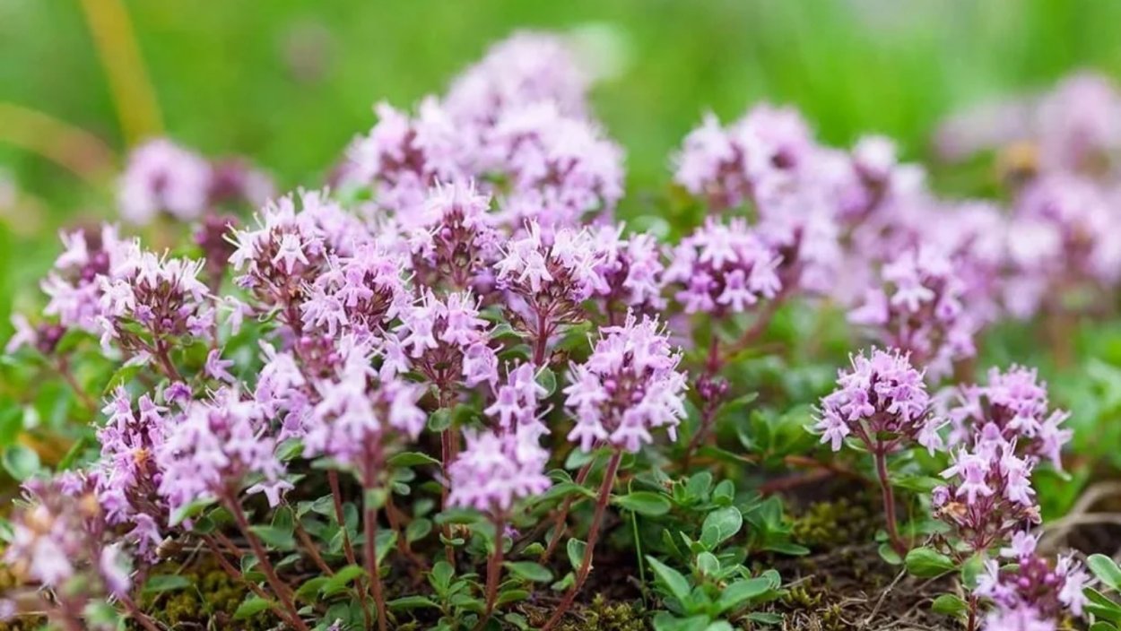 Чабрец тимьян обыкновенный