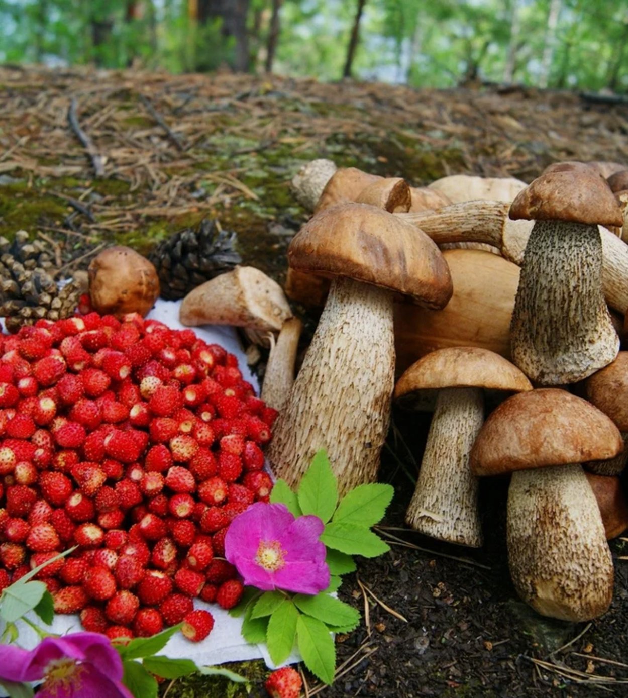Сбор грибов
