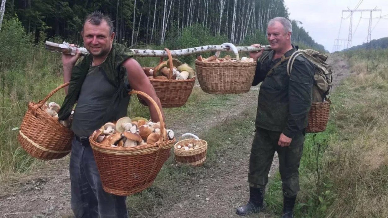 Грибная Поляна белых белых грибов