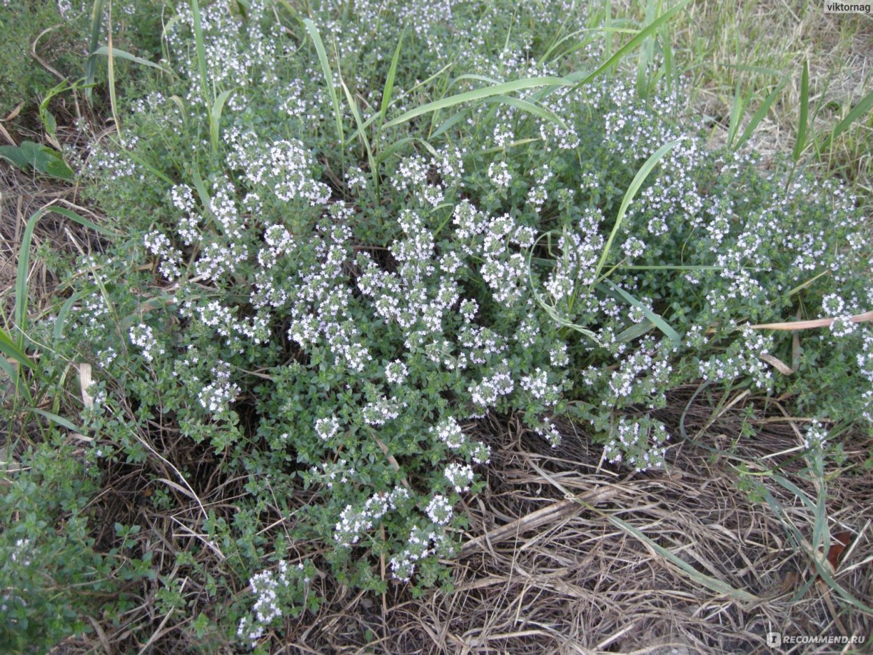 Тимьян Мугоджарский