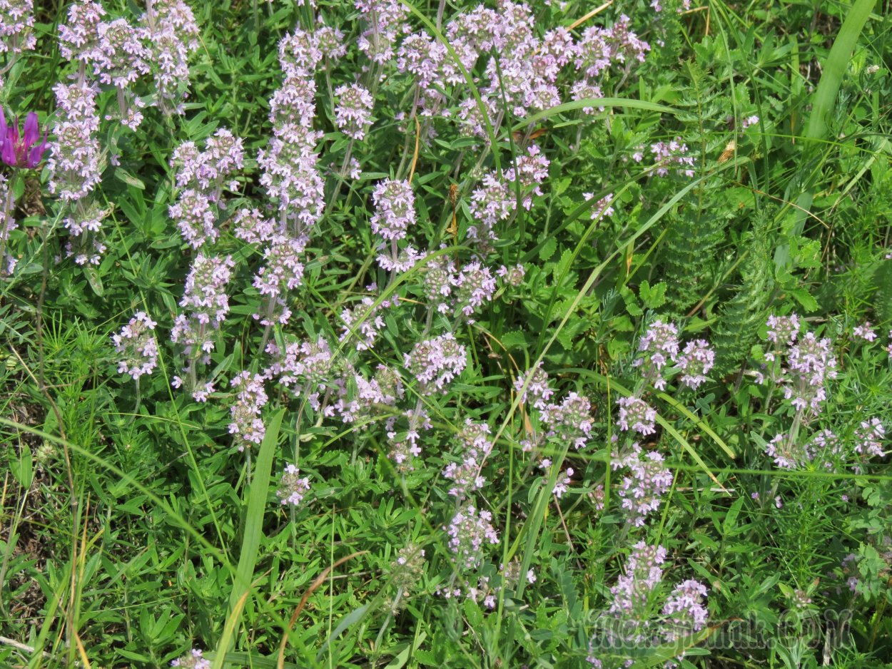 Чабрец Луговой