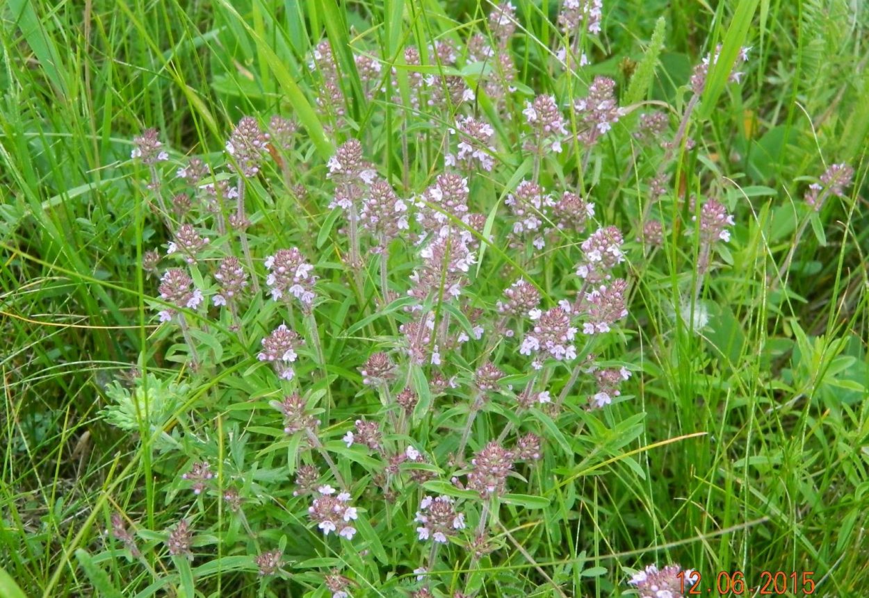 Тимьян полевой