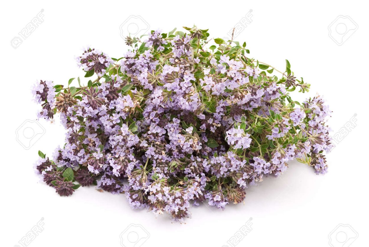 Тимьян ползучий куст