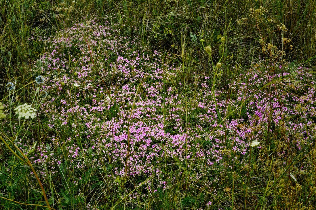 Чабрец на Байкале