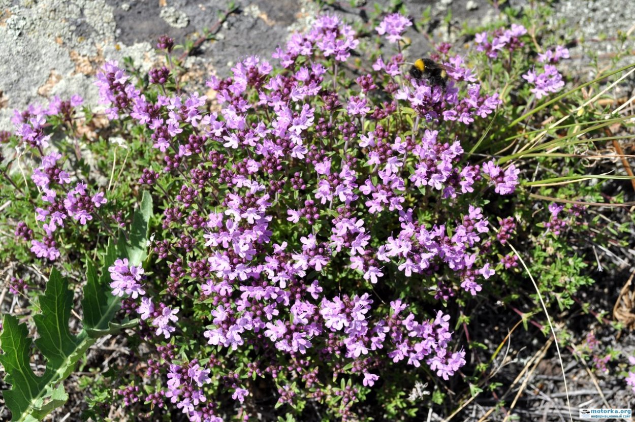 Тимьян (чабрец)