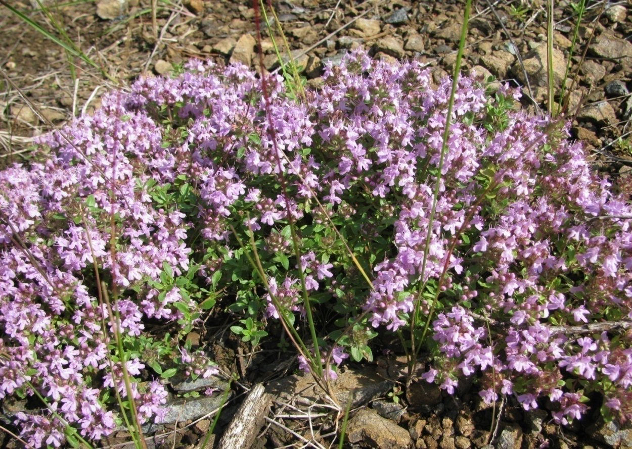 Душица обыкновенная Радуга