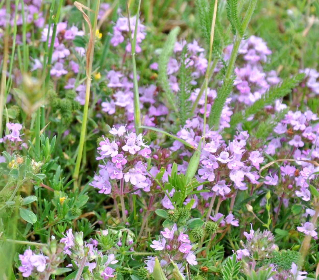 Тимьян Луговой