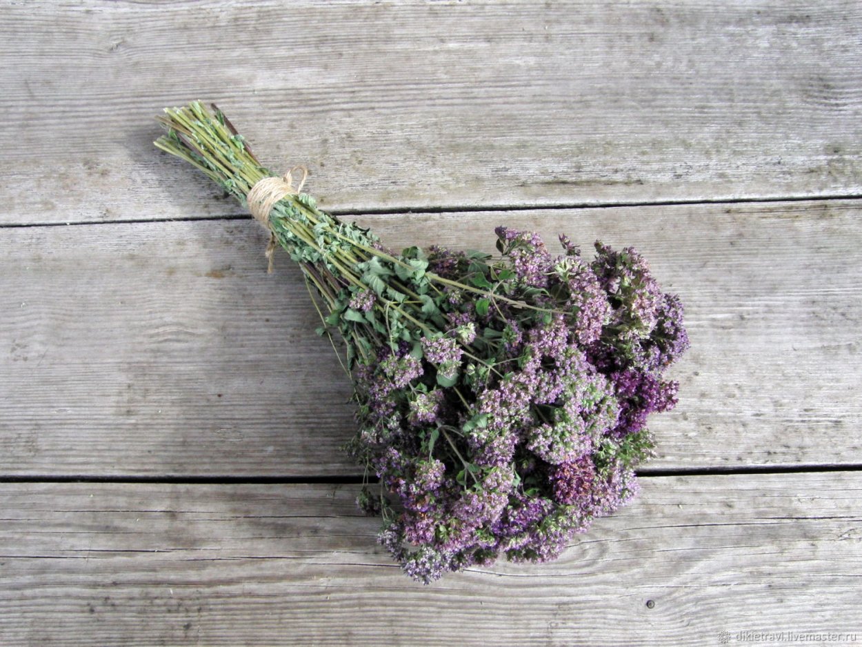 Душица – материнка - орегано