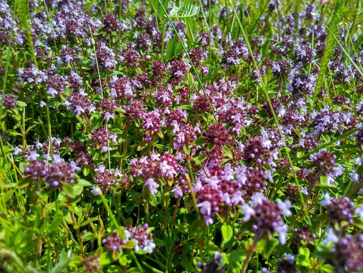 Чабрец Луговой