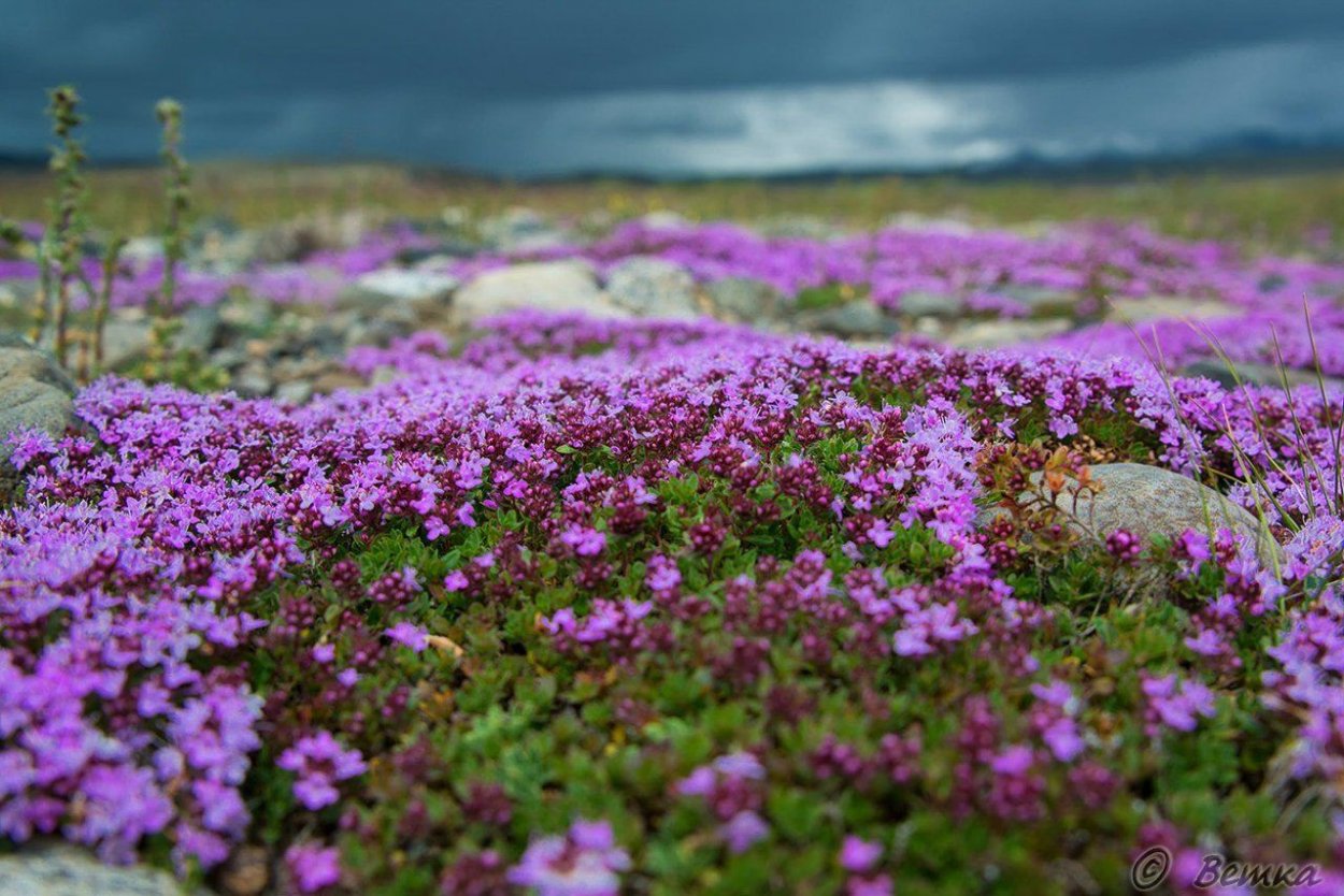 Чабрец на белом фоне
