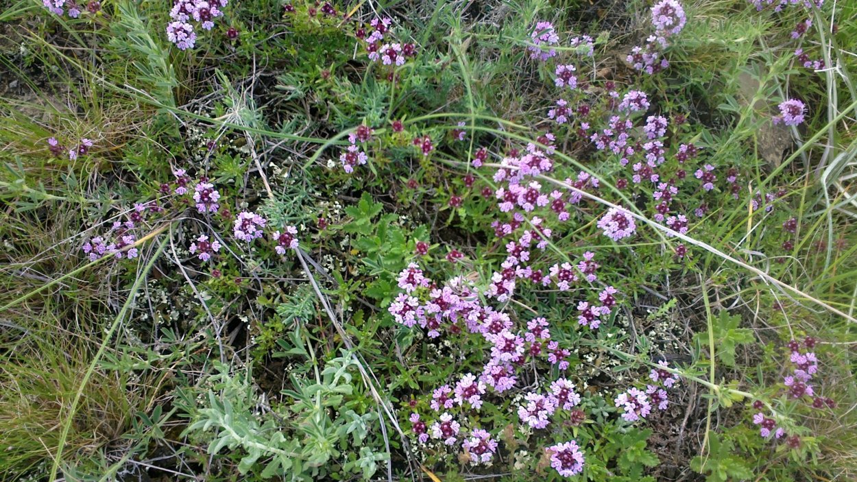 Тимьян ползучий