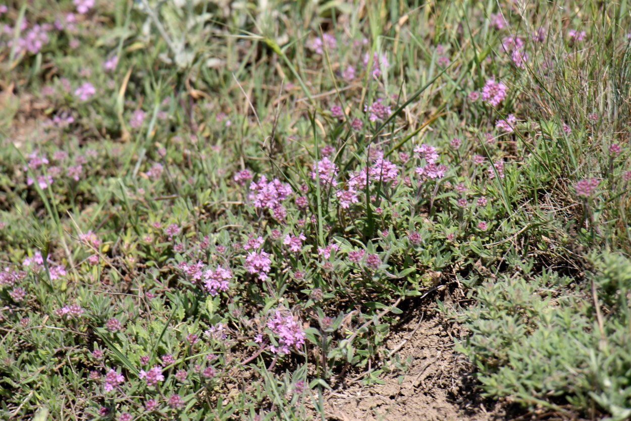Тимьян ползучий (Thymus serpyllum)