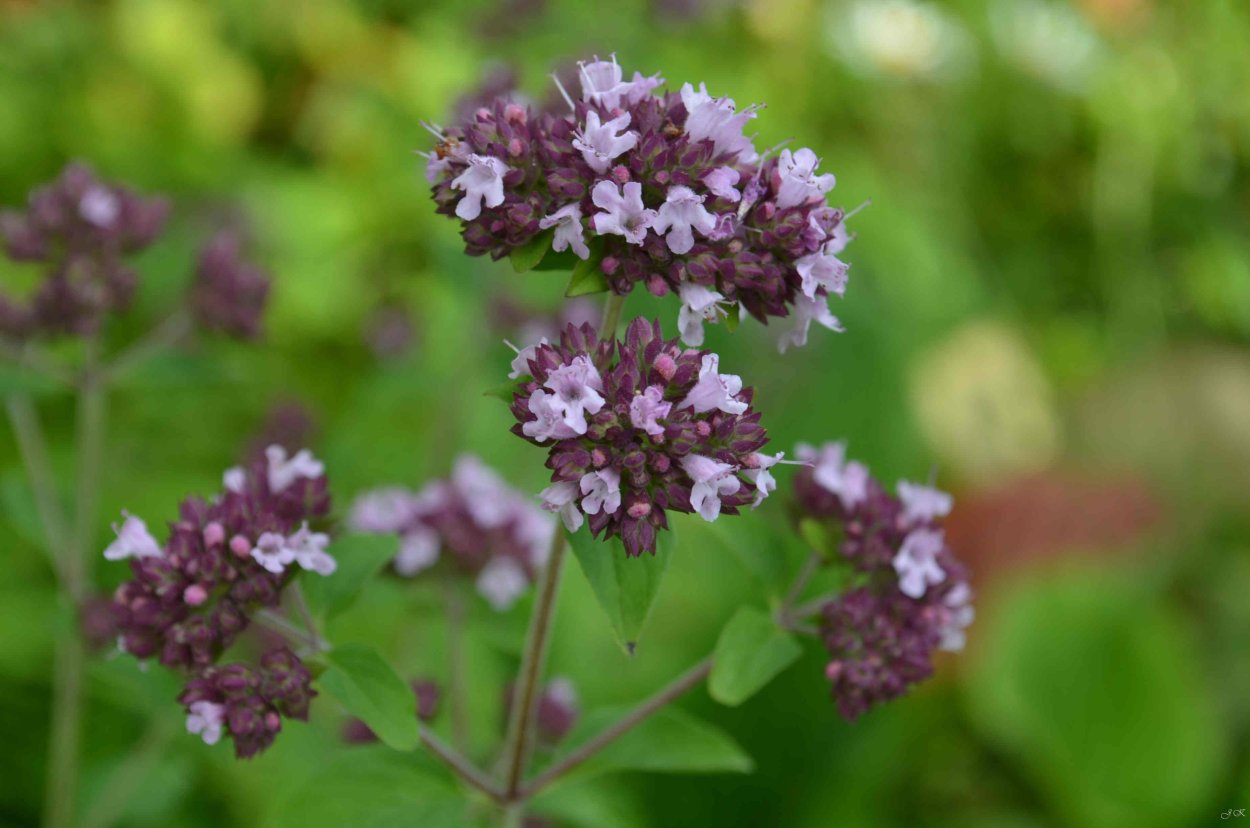 Лекарственные растения