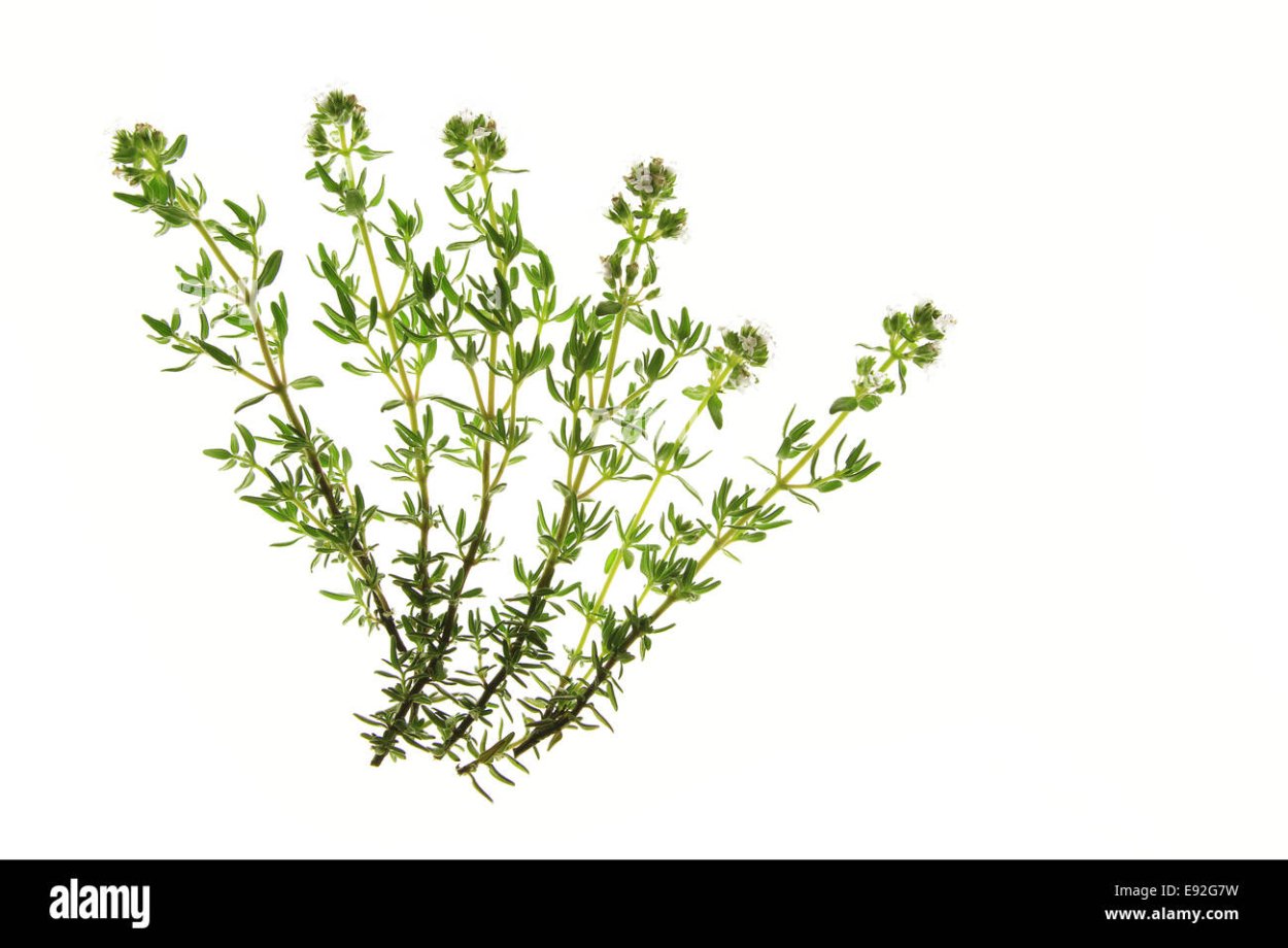 Липа, зверобой, чабрец, Мелисса, мята