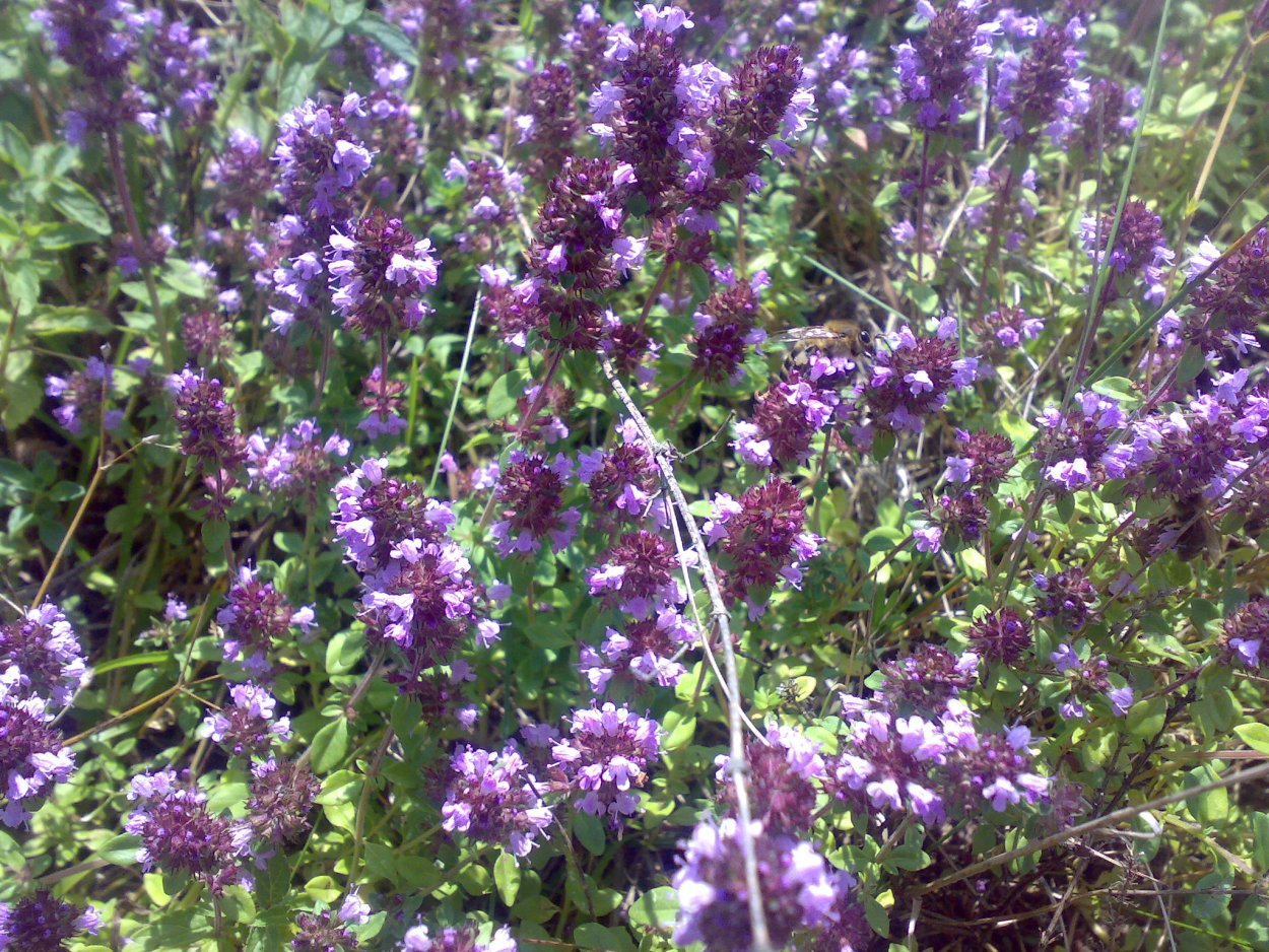 Тимьян Дубровник