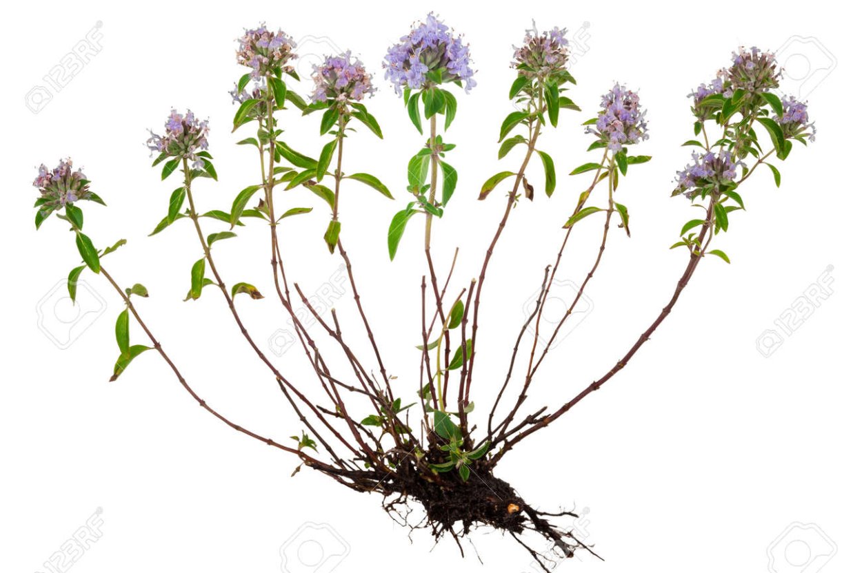 Чабрец острозубчатый