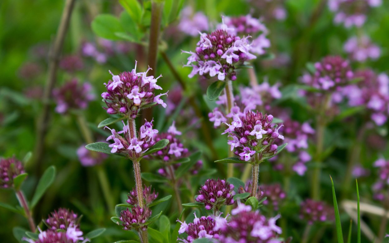 Тимьян Уральский