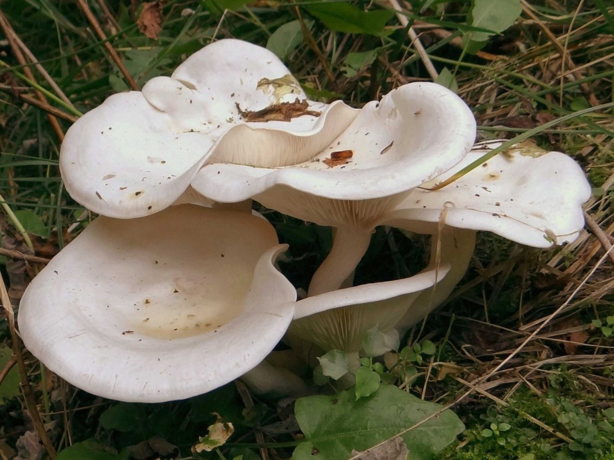 Грибы Tricholoma columbetta