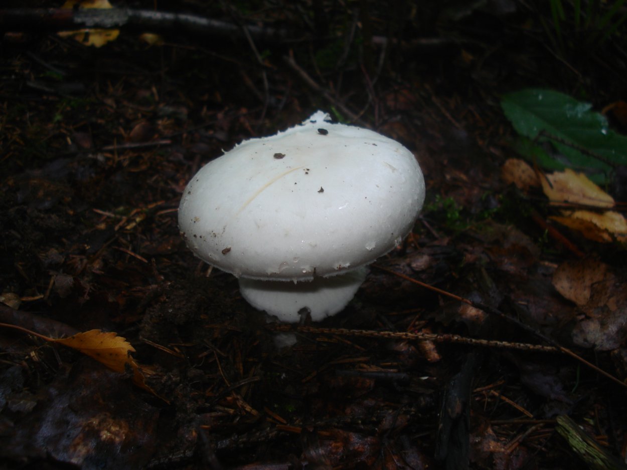 Поплавок белый Amanita Alba