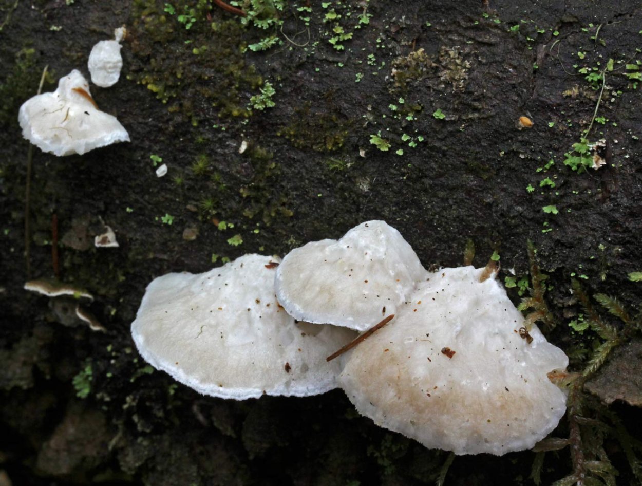 Мухомор белый поганковидный