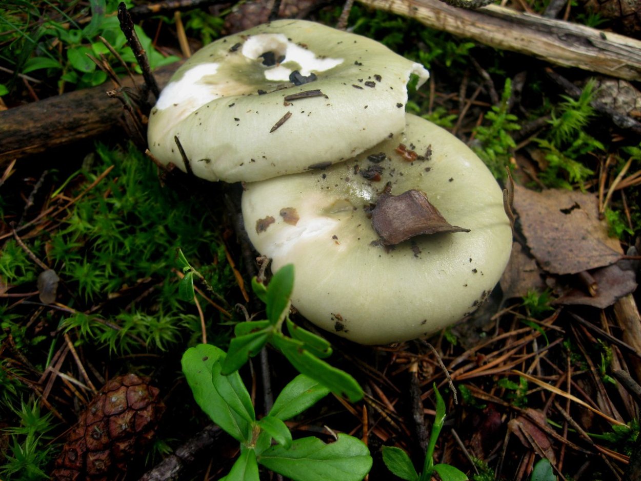 Мицена синеногая (Mycena cyanorrhiza)
