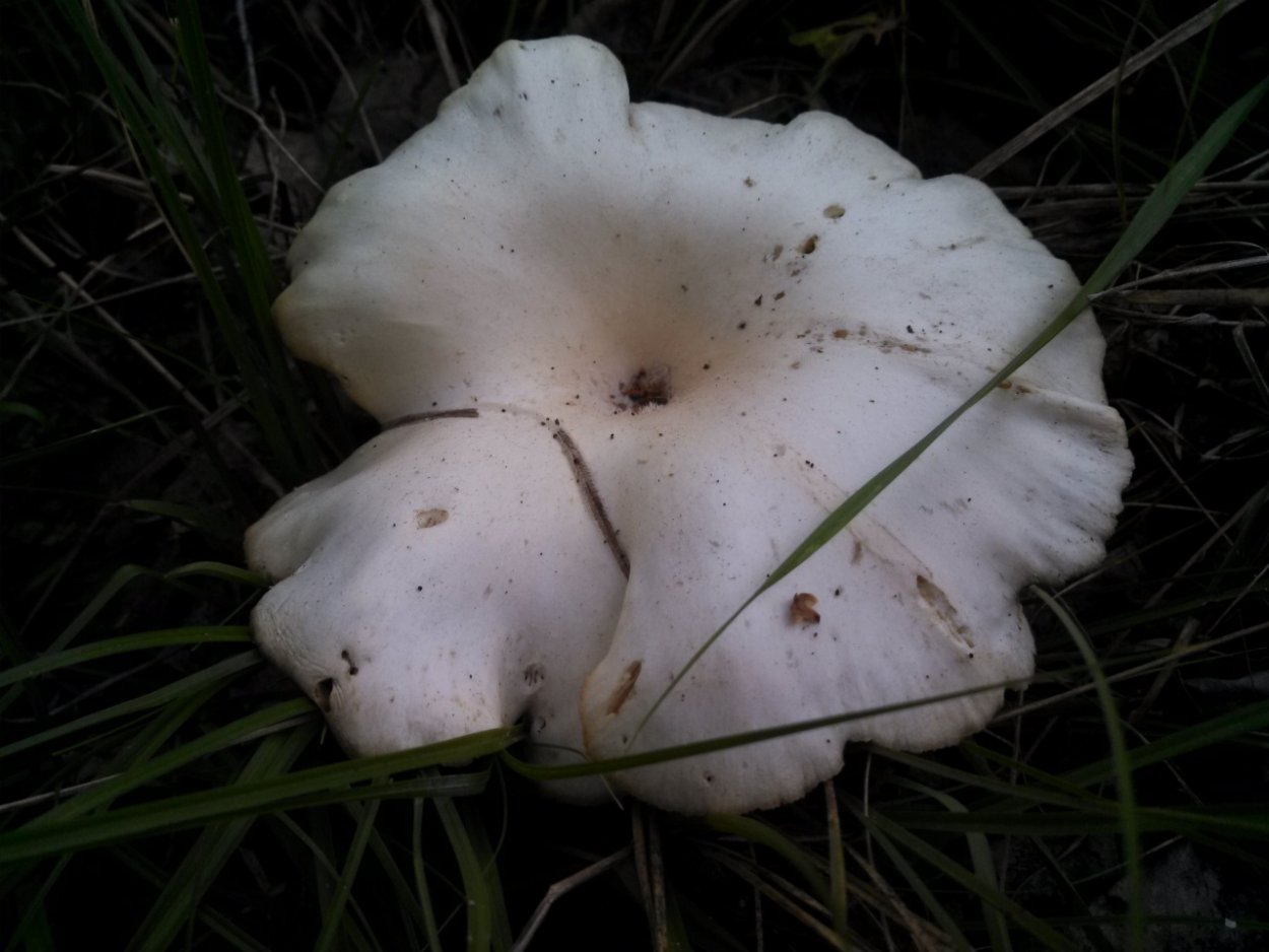 Гриб зонтик поганка