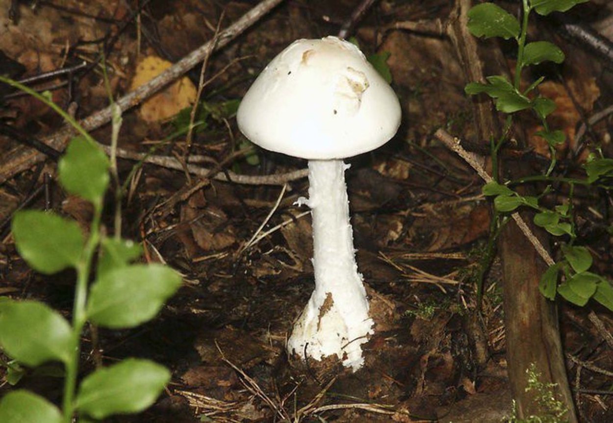 Oligoporus stipticus