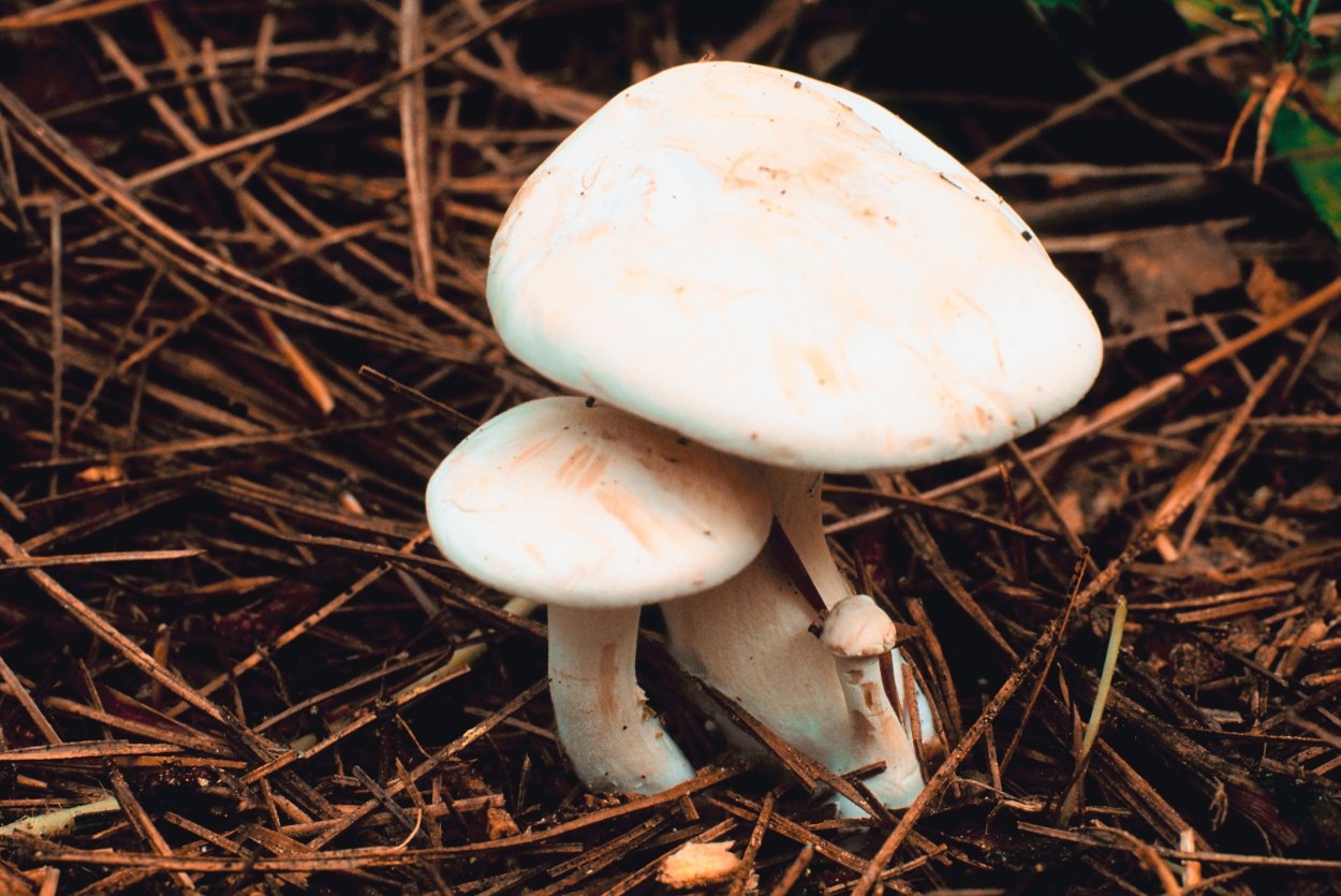 Грибы белого цвета