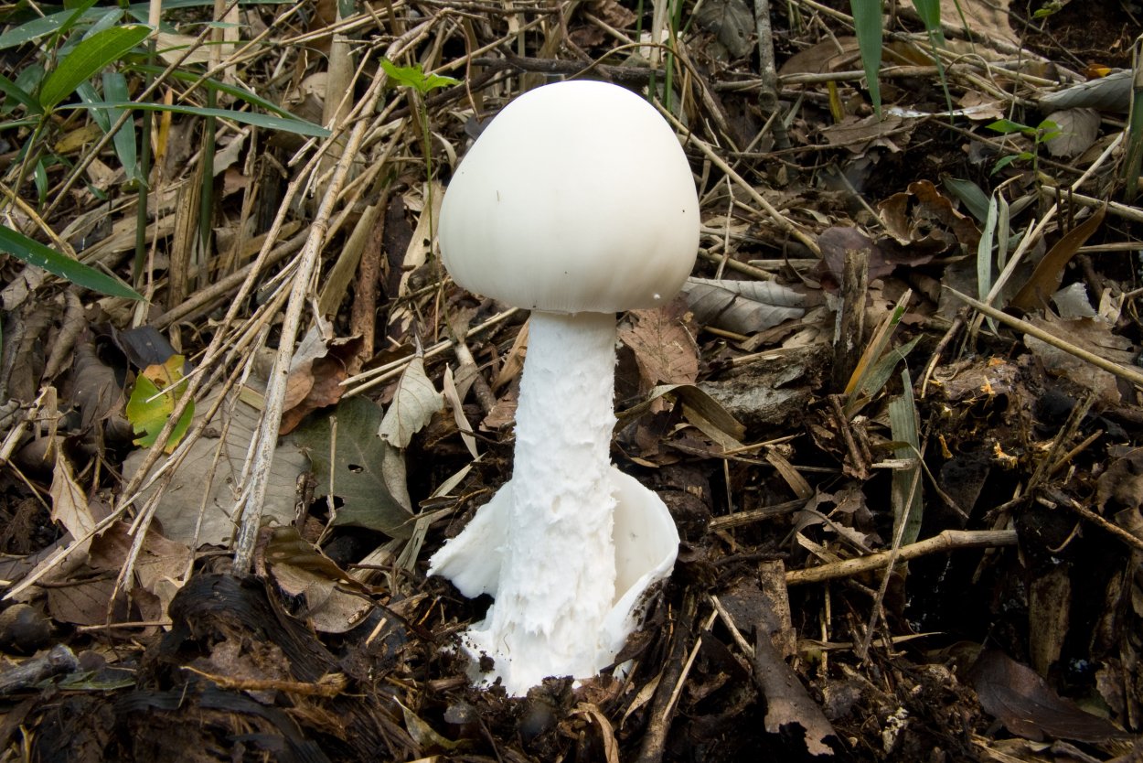 Шампиньон полуобутый (Agaricus subperonatus)