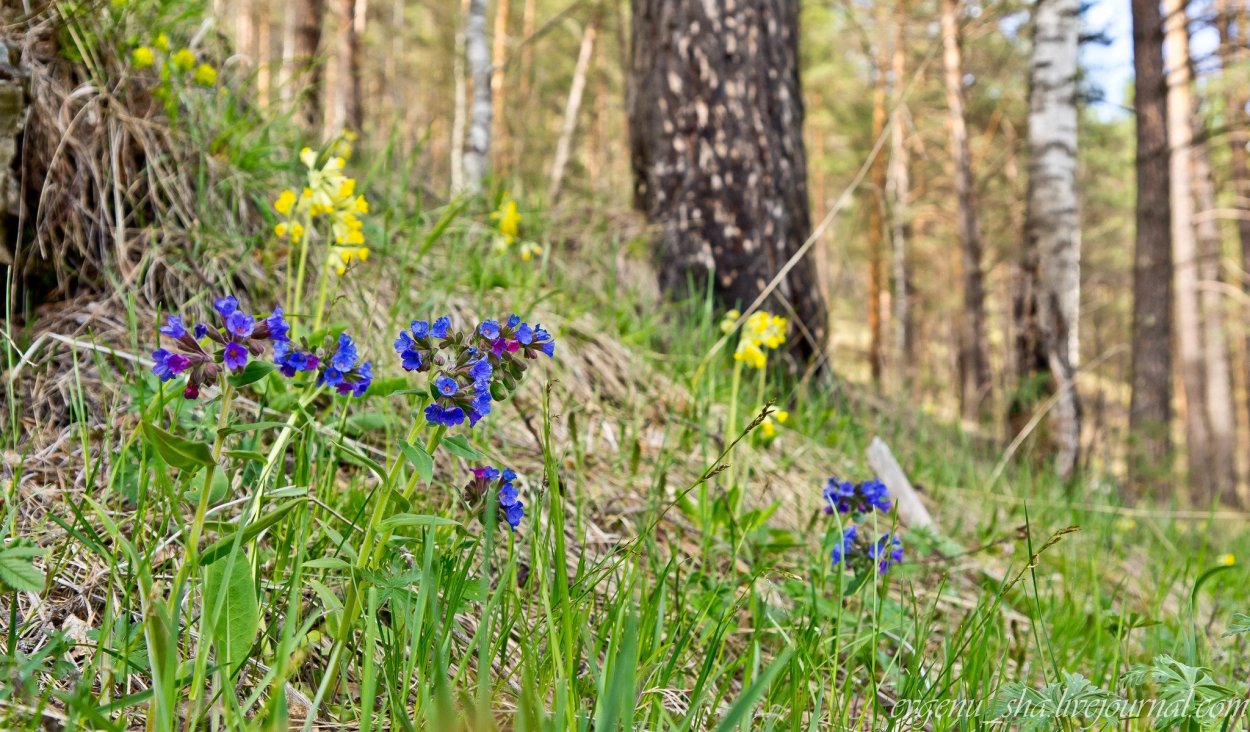 Лесные цветы Урала: подборка картинок
