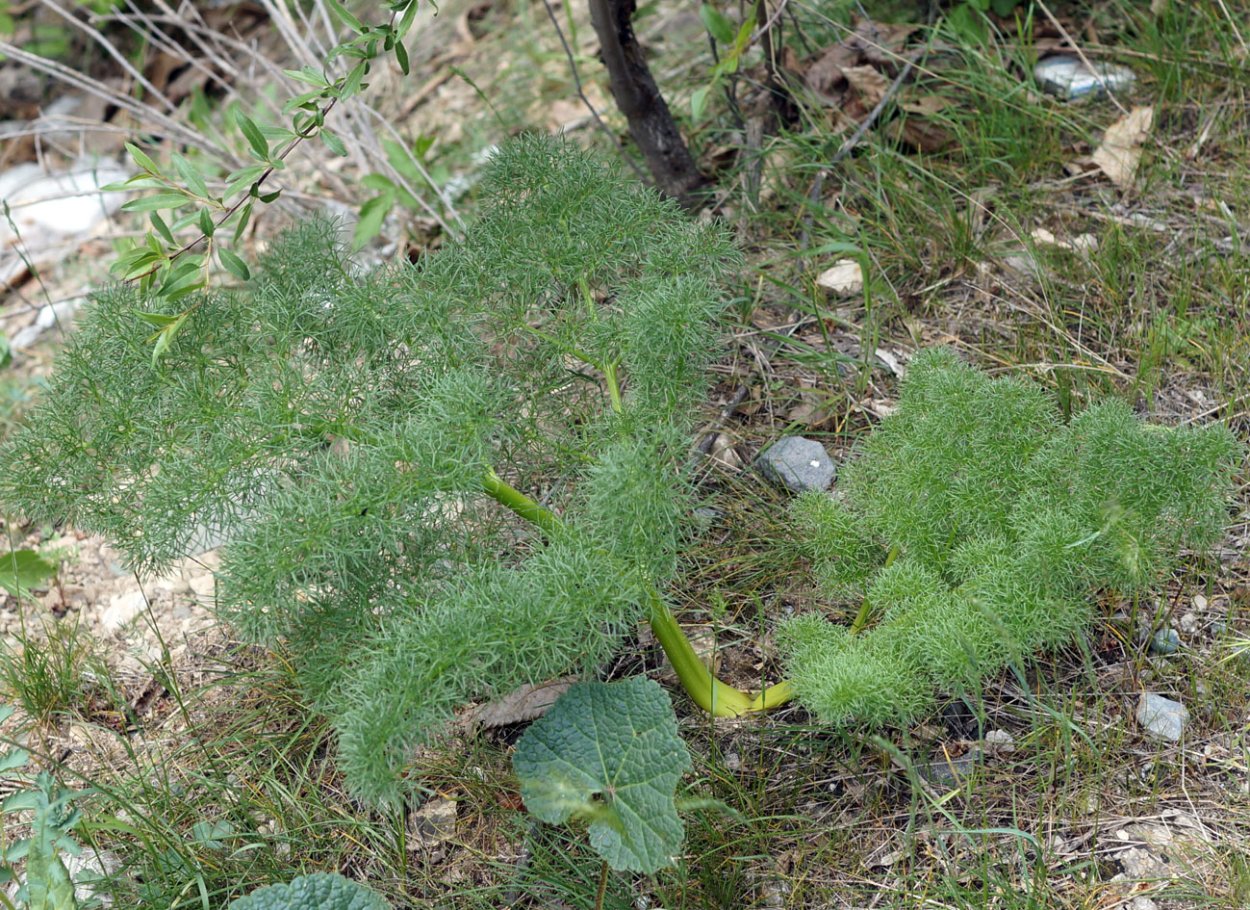 Бохи армянская трава