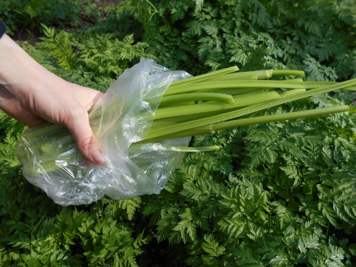 Бутень Шушан трава