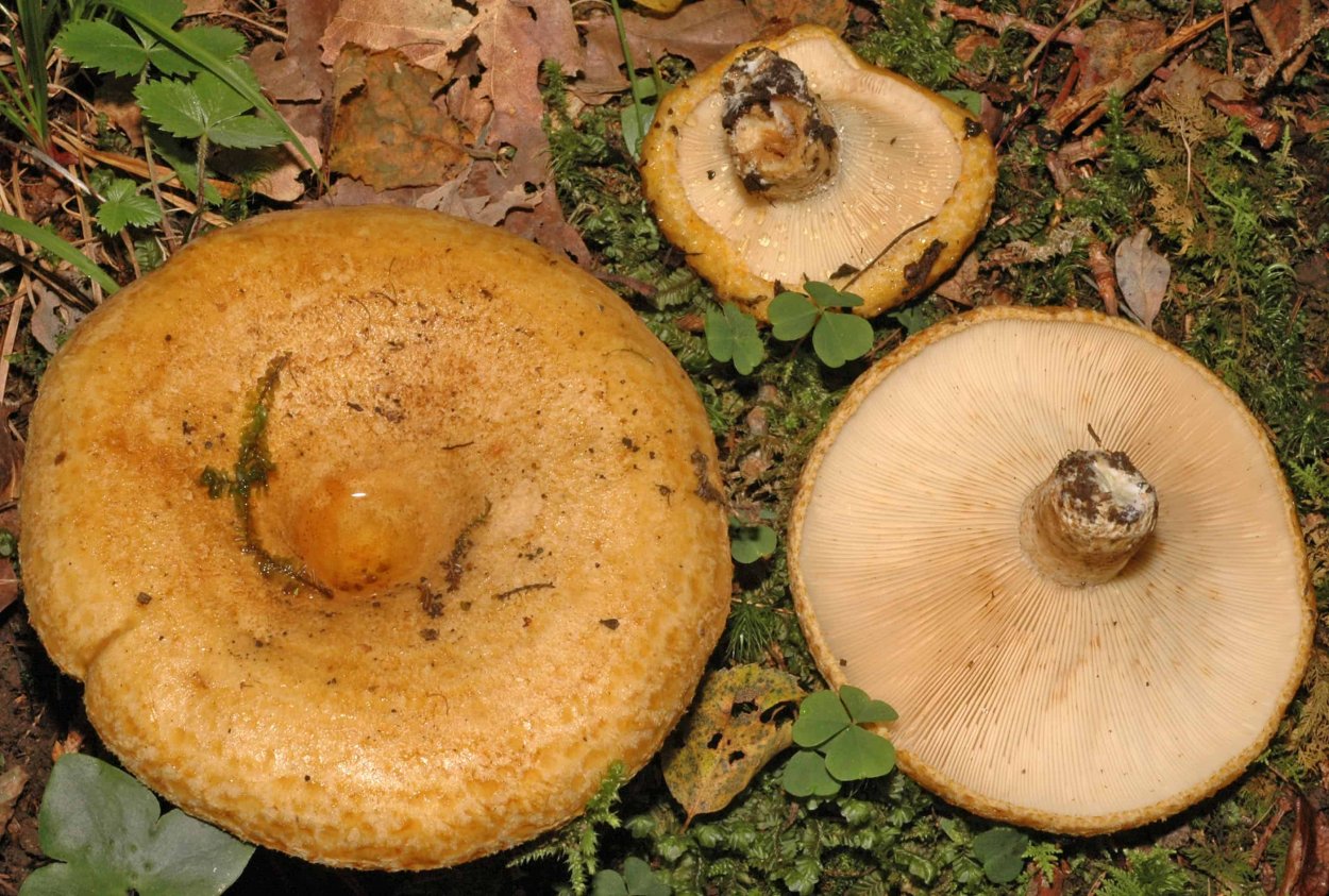 Russula Delica (подгруздок белый)
