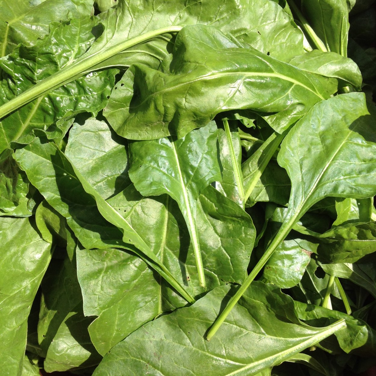 Шпинат мангольд