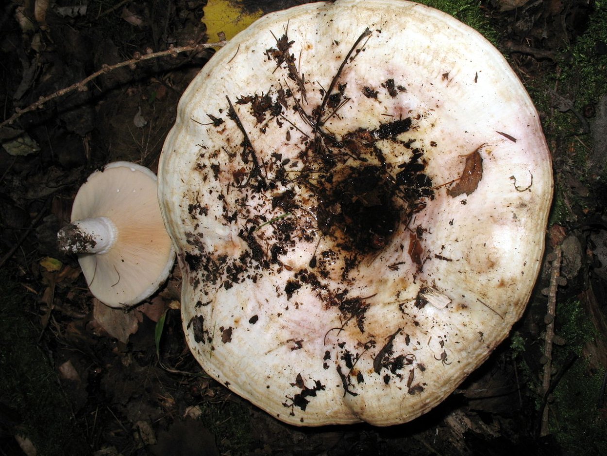 Подгруздок белый ложный