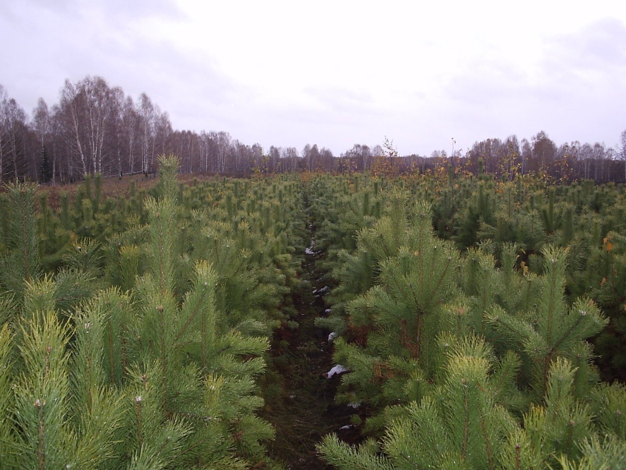 Сеянцы сосны УЛК