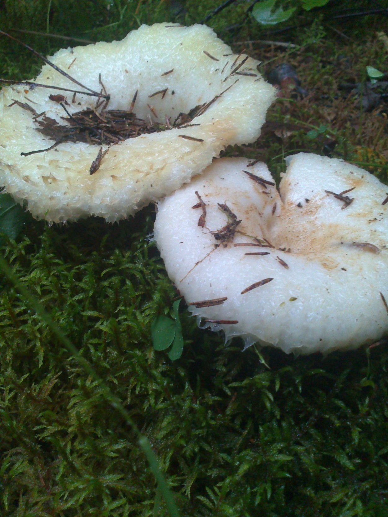 Подгруздок белый сухой груздь Russula Delica
