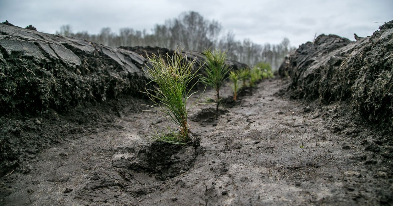 Посадка лесных культур