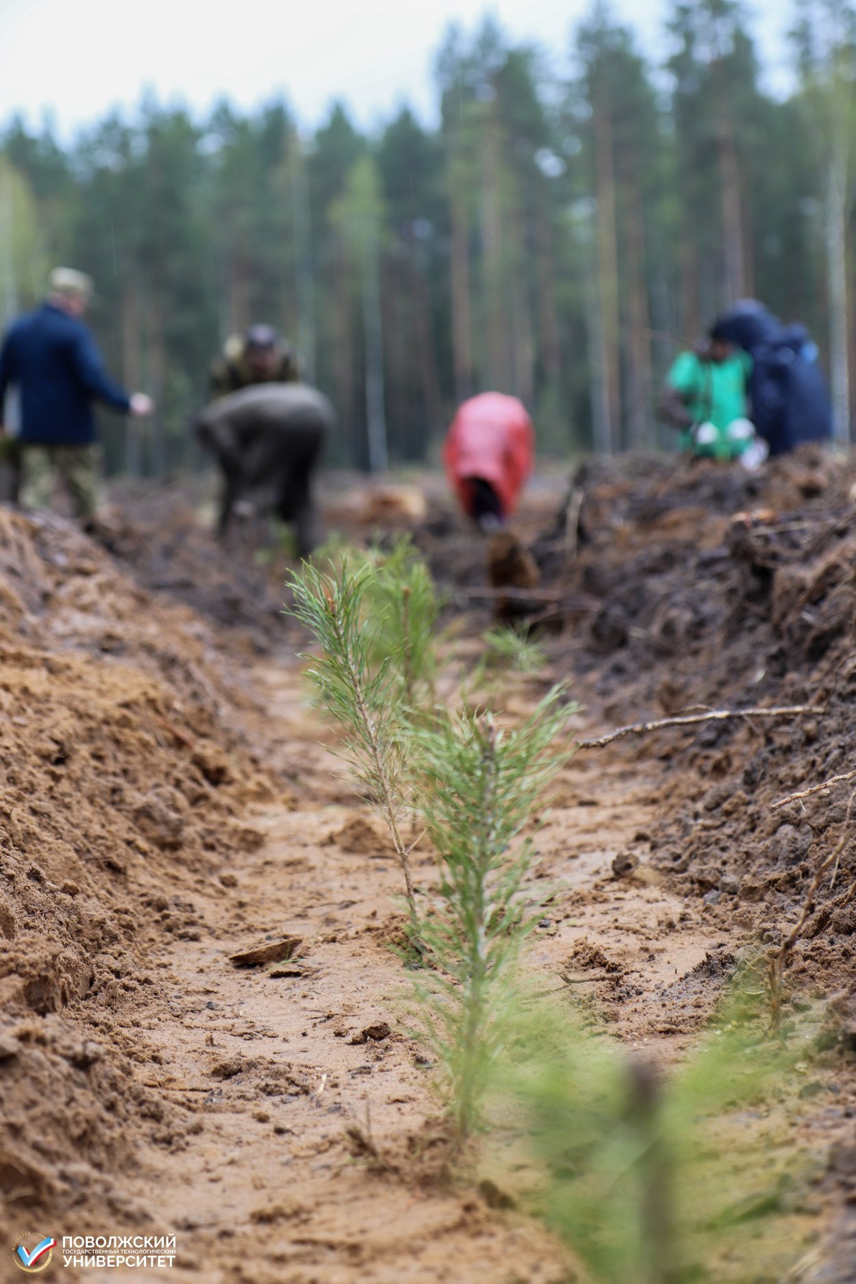 Рудол для посадки леса