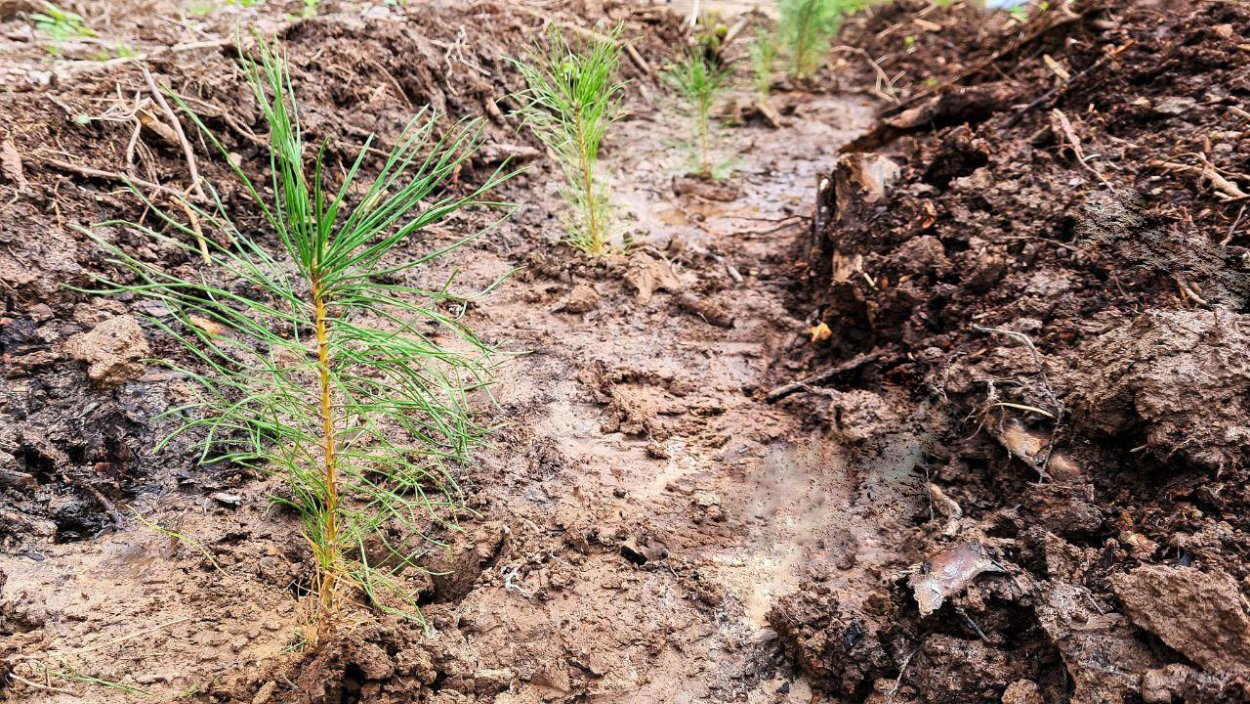 Лесовосстановление Подмосковье