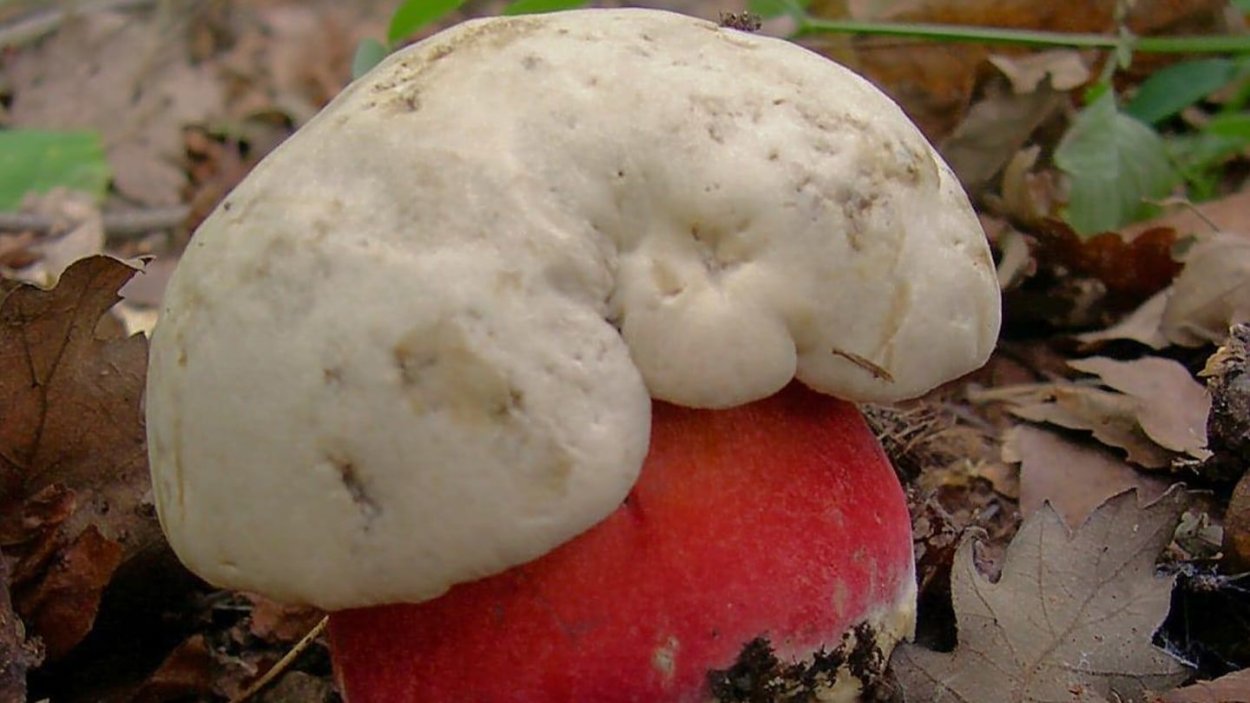 Ядовитые степные грибы Крыма