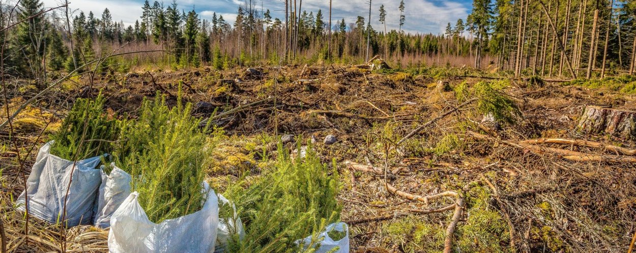 Лес восстановка