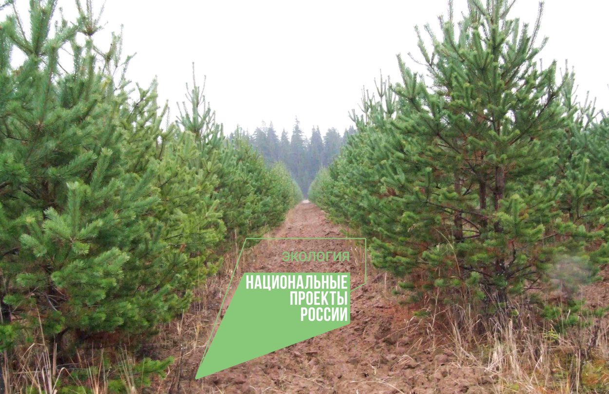 Лесные культуры сосны