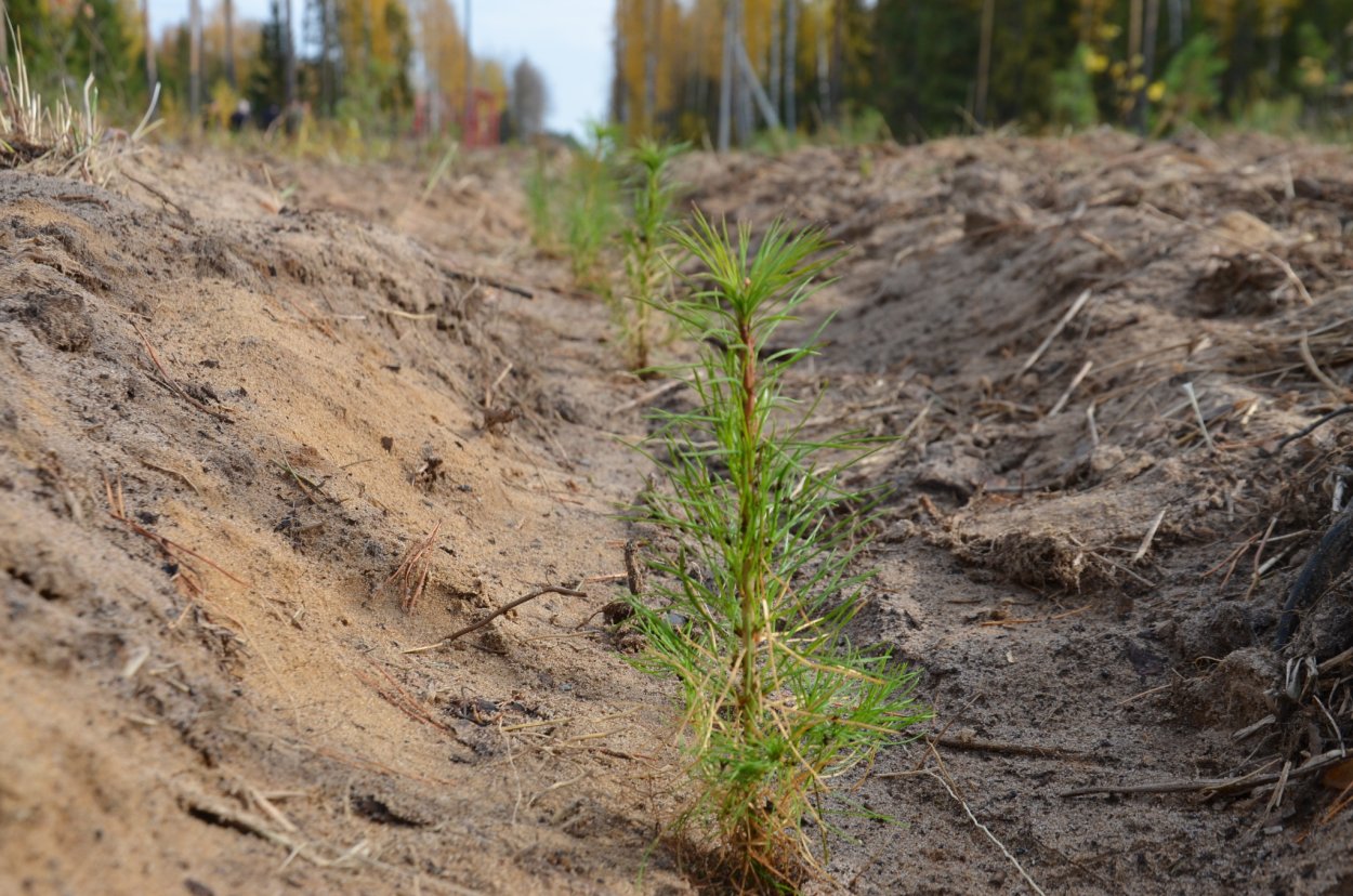 Посадка лесов в Марий Эл