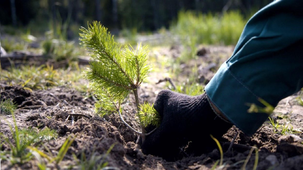Саженцы в лесу