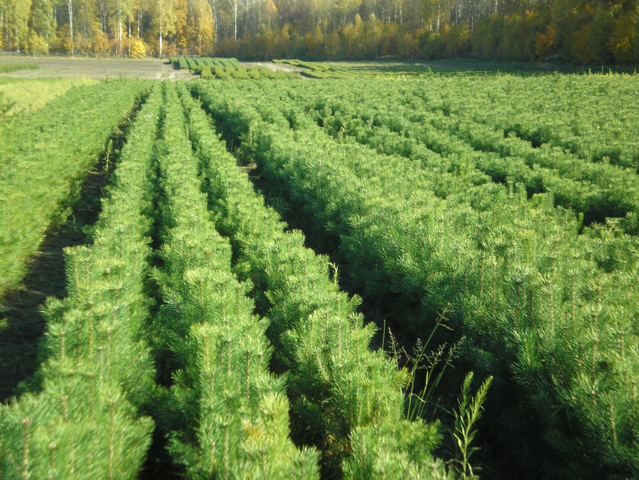 Лесоводство растения